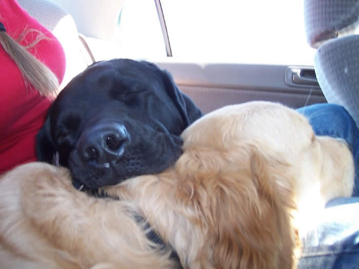 dog in car