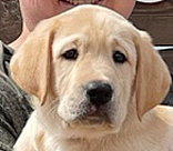 male yellow lab Drover