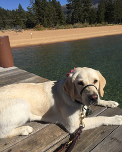 Julep laying on the dock