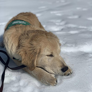 Malloy resting in the snow