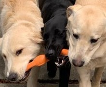 Malloy, Fenrys, and Drover holding a toy