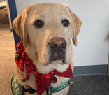 Drover wearing a red bow