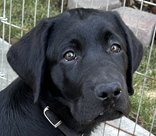 male black lab Fenrys