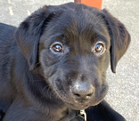 female black lab Lanza