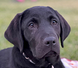 male black lab Nimitz