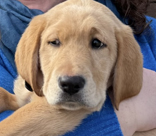 male yellow lab Poe