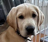 female yellow lab Romilly