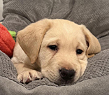 female yellow lab Strudel