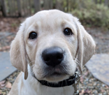 female yellow lab Zola