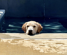 Malloy in the swimming pool