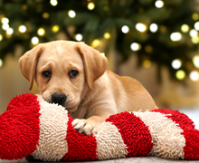 strudel_winter220x180 draped over a red and white striped stuffed bone