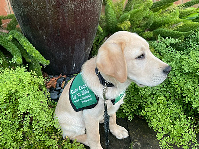 Drover sitting among ferns