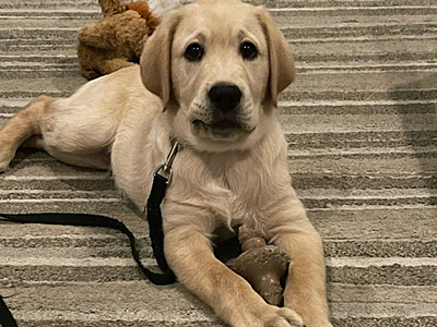 Drover chewing on his toy