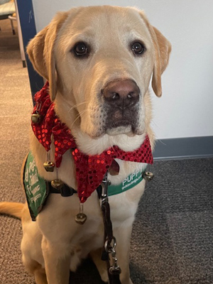 Drover wearing a red bow