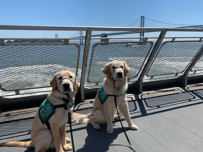 Drover with another dog riding on the ferry