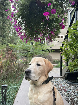 Drover sitting beneath purple petunia