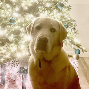 Drover sitting infront of a Christmas tree