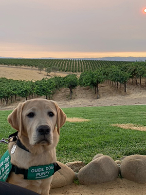 Drover sitting with vineyard in the distance