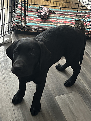 black Lab Fenrys near crate