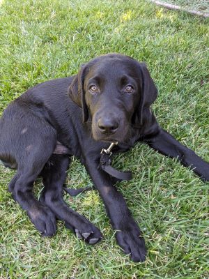 black Lab Fenrys in a down on the grass