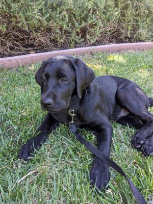 black Lab Fenrys laying on the grass