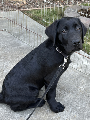 
male black Lab Fenrys