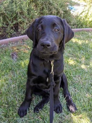 black Lab Fenrys sitting on the grass