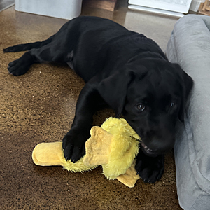 black Lab Fenrys with toy in mouth