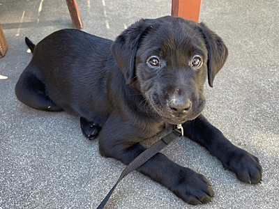 
female black Lab Lanza