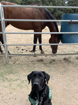 Lanza with Horse