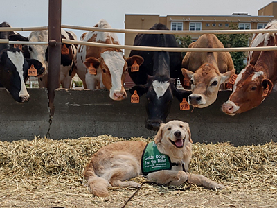 Curious cows watching Malloy