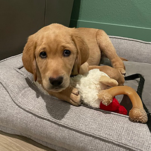 Poe in his bed