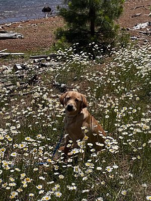 Poe sitting in a field of flowers