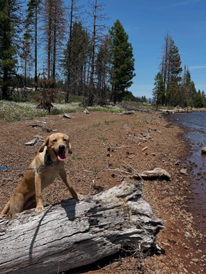 Poe at Lake Almanor