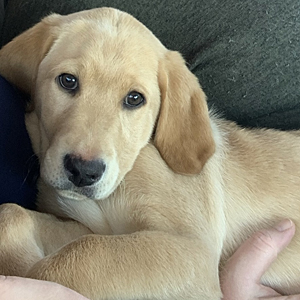 Poe snuggled on a lap