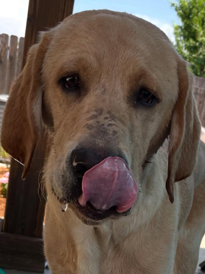 Poe licking face