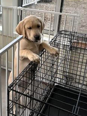 Romilly standing up in her pen