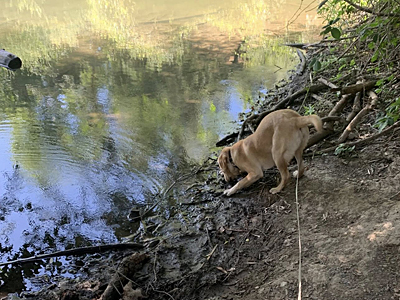 Strudel in Putah Creek