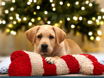 Strudel leaning on a red and white striped stuffed bone