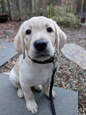 Zola sitting