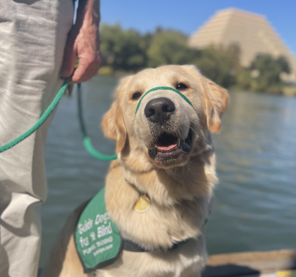 Goldren retriever puppy in his jacket sits in front of the Sacramento river.