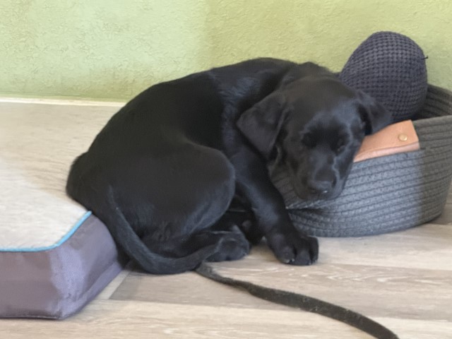 Alvin asleep on toys (Small)