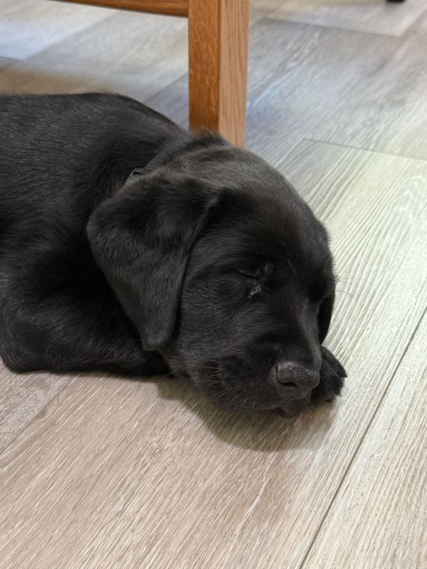 Alvin sleeping