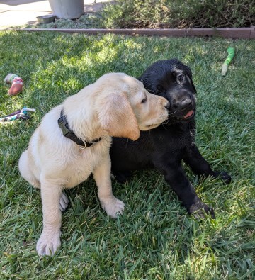 Devin Alvin kiss (Small)