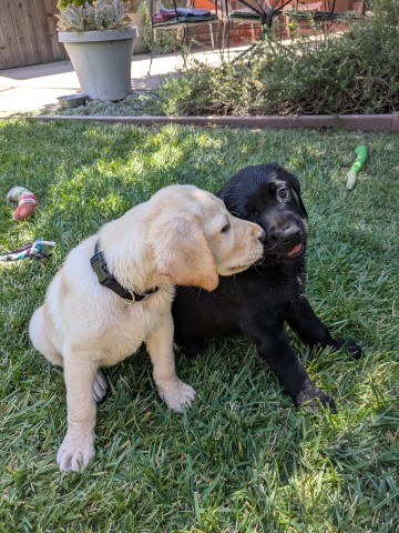 Devin Alvin kiss (Small)
