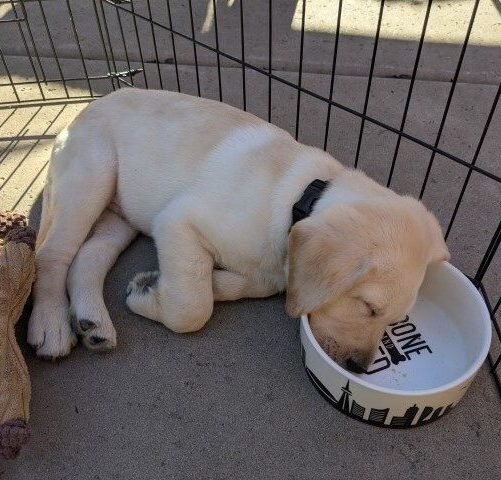 Devin asleep in food dish