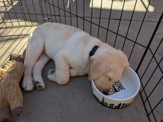 Devin asleep in food dish
