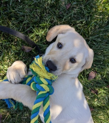 Devin wrestling rope toy 1