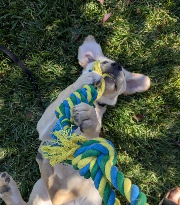Devin wrestling rope toy 2