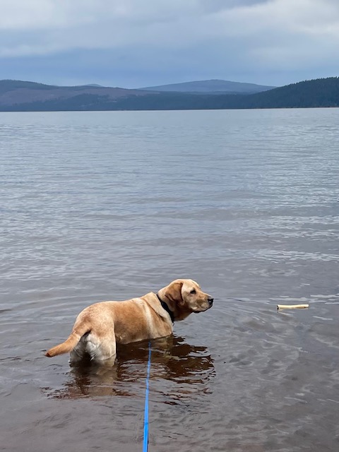 Todd lake